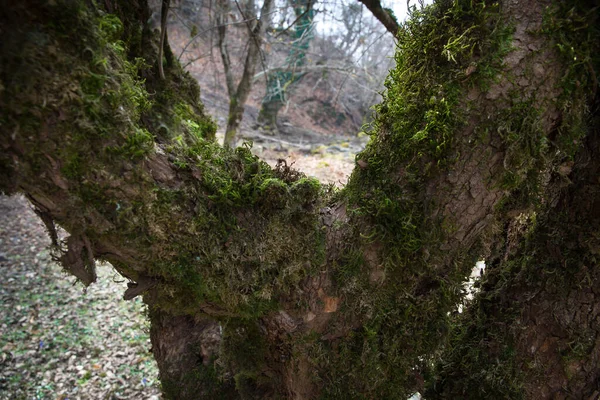 Árvore Com Musgo Raízes Uma Floresta Verde Musgo Tronco Árvore — Fotografia de Stock