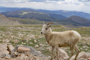 Rockies büyük boynuz koyun