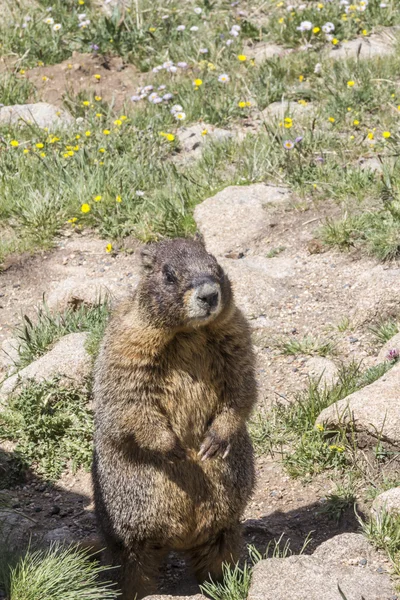 Marmot sentado — Fotografia de Stock
