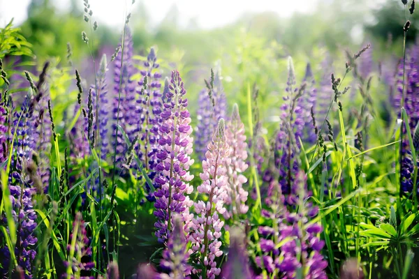 Lila und rosa Lupinenstrauß — Stockfoto