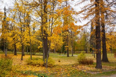 park'ın sonbahar ağaçlarda