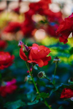 Kırmızı çay çiçek gül