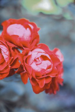 Kırmızı çay çiçek gül