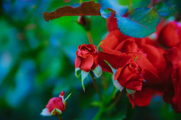 Chá vermelho rosa flor — Fotografia de Stock