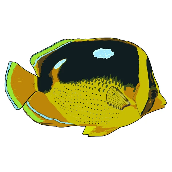 Ilustrasi Vektor Butterflyfish Fourspot - Stok Vektor