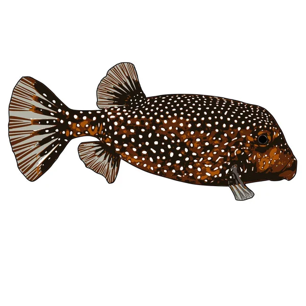 Boxfish manchado (fêmea) Ilustração vetorial —  Vetores de Stock