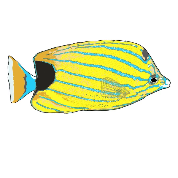 Векторная иллюстрация Bluestripe Butterflyfish — стоковый вектор