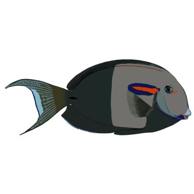 Orangeband Surgeonfish vektör çizim