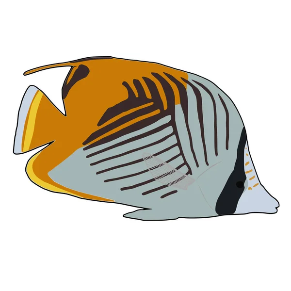 Threadfin Butterflyfish vektör çizim — Stok Vektör