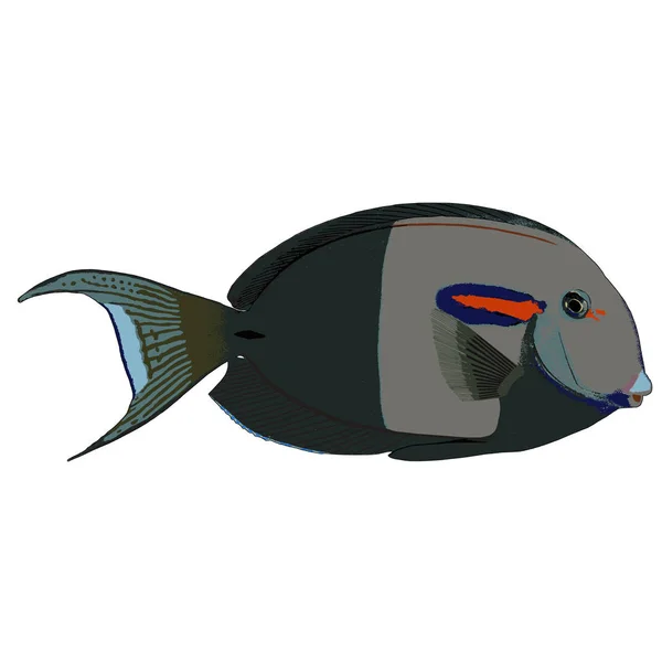 Orangeband Surgeonfish vektör çizim — Stok Vektör