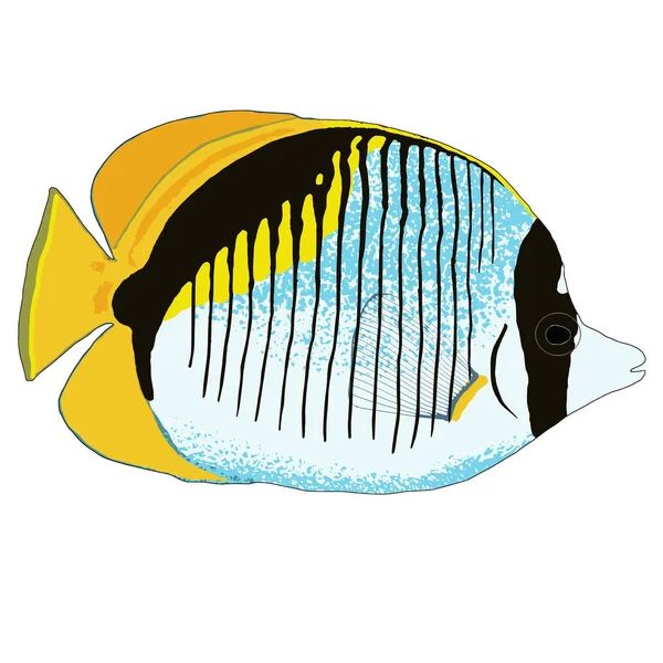 Lined Butterflyfish Vector Illustration — Stock Vector