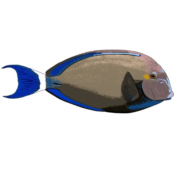 Halka kuyruk Surgeonfish illüstrasyon vektör — Stok Vektör