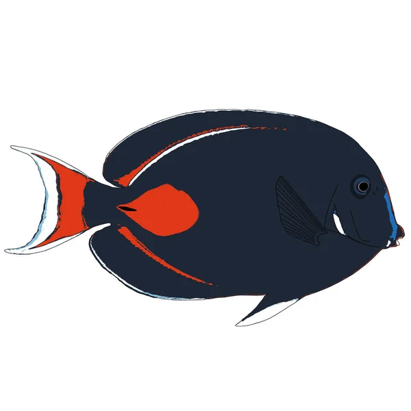 Achilles Tang Vector Illustration - Stok Vektor