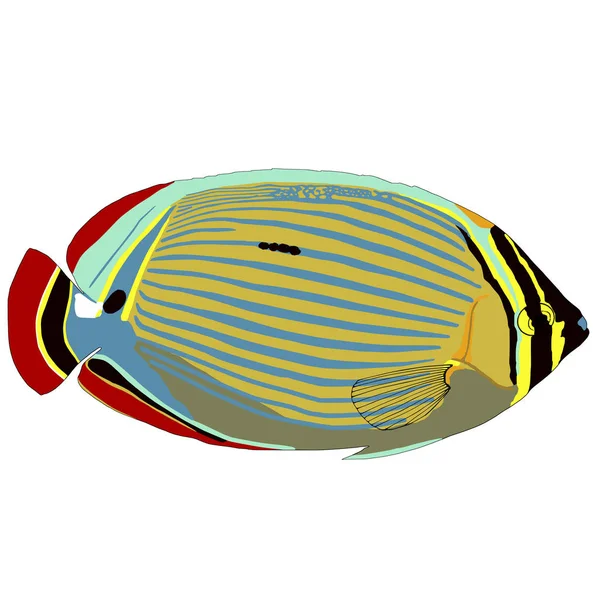 Ilustrasi Vektor Oval Butterflyfish - Stok Vektor