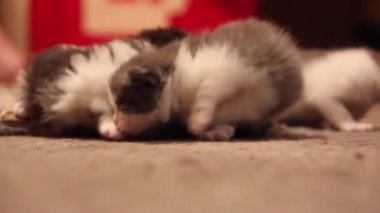 halının üstünde belgili tanımlık yavru kedi