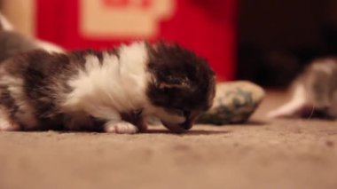 halının üstünde belgili tanımlık yavru kedi