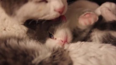 halı üzerinde yavru kedi