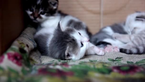 The kitten on the carpet — Stock Video