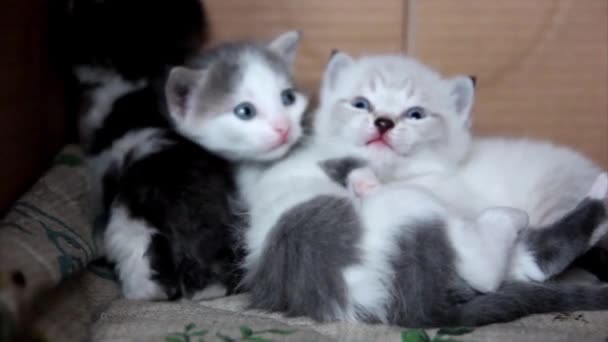 Kätzchen auf dem Teppich — Stockvideo