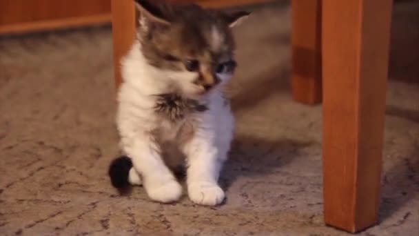 Kittens on the carpet — Stock Video