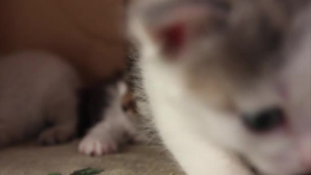 Kittens op het tapijt — Stockvideo