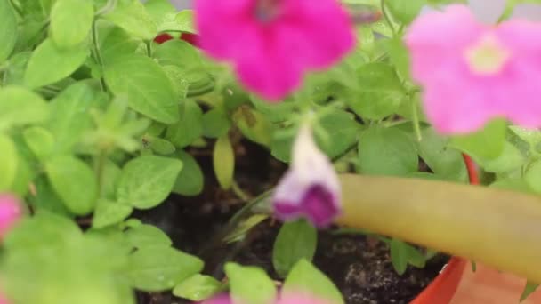 Полив квітів з лійки — стокове відео
