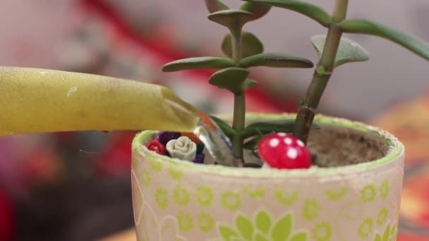 Drenken van bloemen uit een gieter — Stockvideo