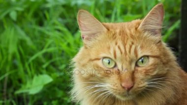 Kırmızı kedi doğada