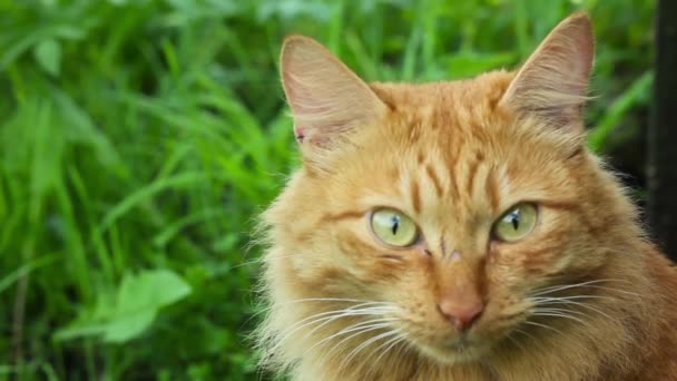 Rote Katze in der Natur — Stockvideo