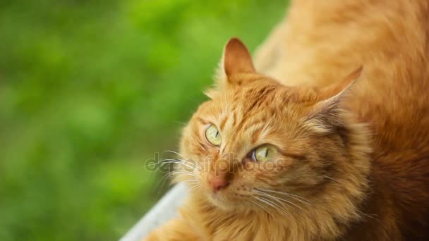 Gato rojo en la naturaleza — Vídeo de stock