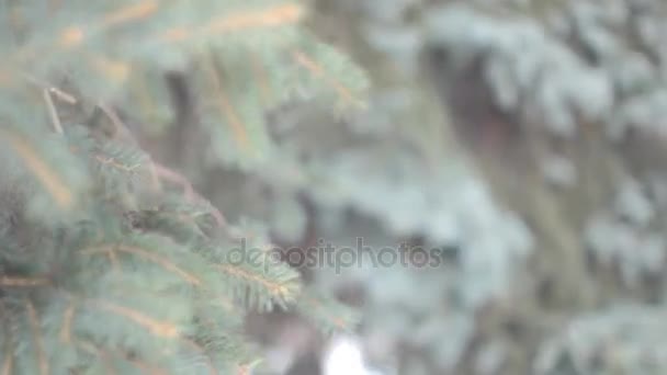 Ramos de árvore em Parque de inverno — Vídeo de Stock