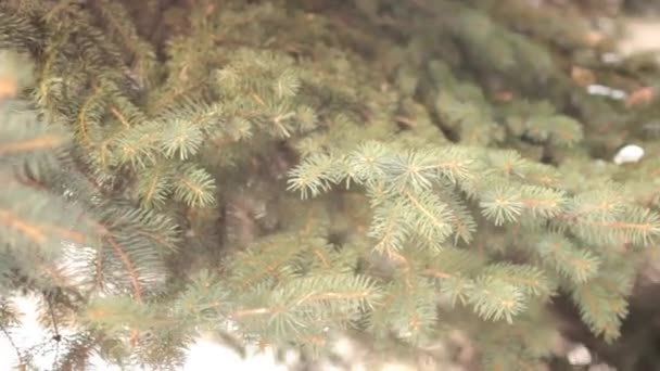 Οι κλάδοι του δέντρου στο χειμερινό πάρκο — Αρχείο Βίντεο