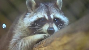 Rakun Hayvanat Bahçesi