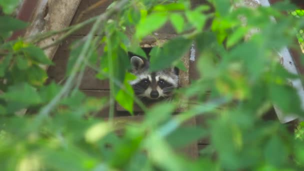 Mapache en el zoológico — Vídeo de stock