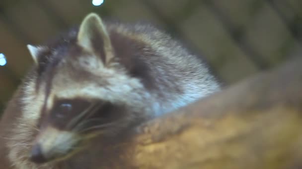 Wasbeer in de dierentuin — Stockvideo