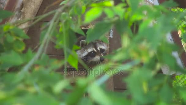 Raccoon in the zoo — Stock Video