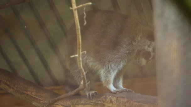 Raccoon in the zoo — Stock Video