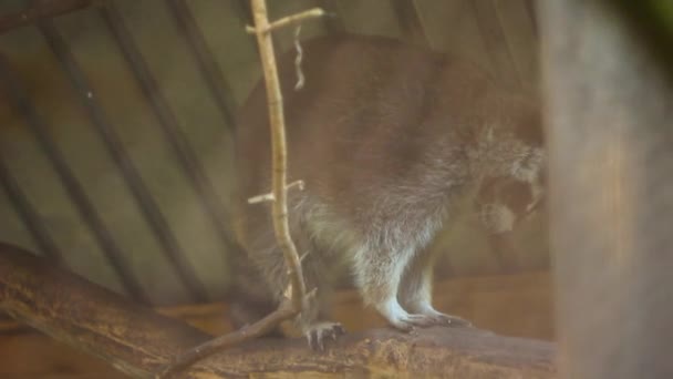 Mapache en el zoológico — Vídeo de stock