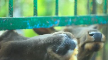 Parmaklıklar arkasında hayvanat bahçesinde geyik