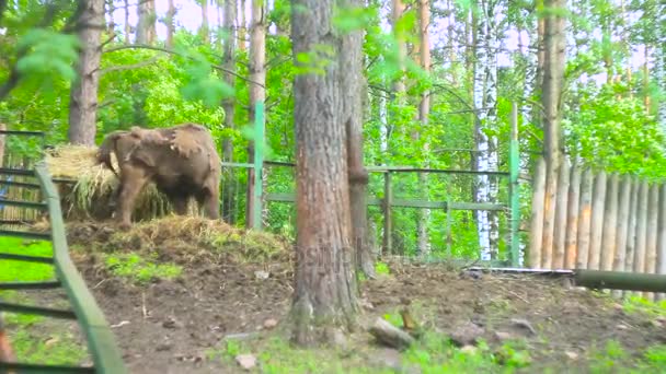 Un bison mange de l'herbe 