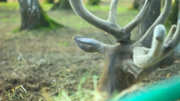 Parmaklıklar arkasında hayvanat bahçesinde geyik — Stok video