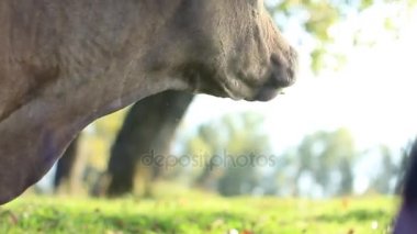 bir inek bir açıklıkta gıda çiğnemek