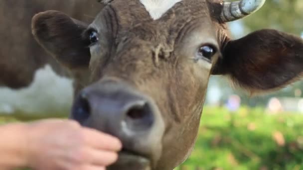 A cow chews food in a clearing — Stock Video