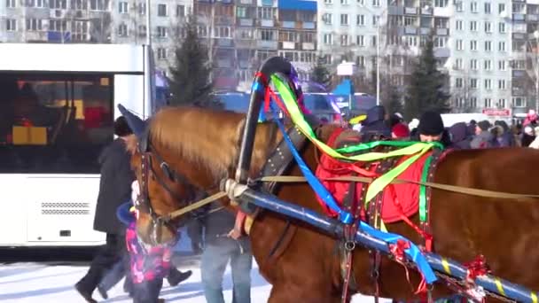 Novokuzneck Russland 2018 Pferdewagen — Stockvideo