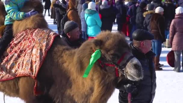 Novokuzneck Rusland Februari 2018 Kameel Rijdt Kinderen — Stockvideo