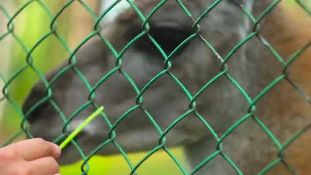 Ελάφια Στο Ζωολογικό Κήπο Πίσω Από Τις Μπάρες — Αρχείο Βίντεο