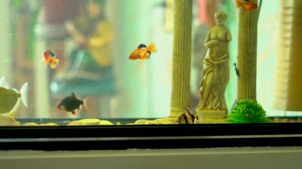 水族館の魚は — ストック動画