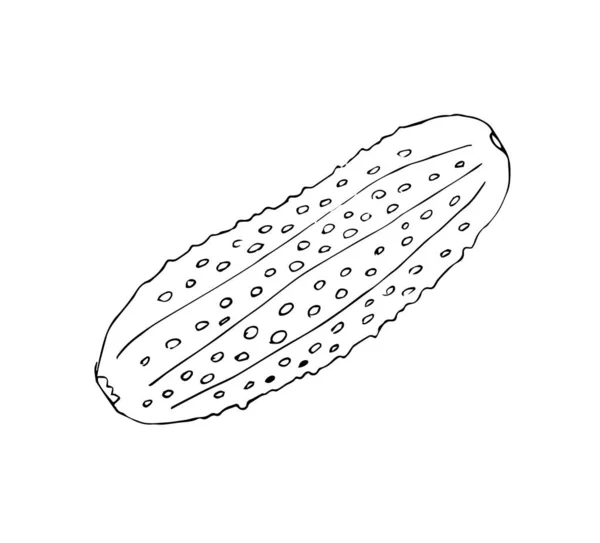 Salatalık Çizilmiş Siyah Beyaz Vektörü Arkaplanda Izole Edilmiş — Stok Vektör
