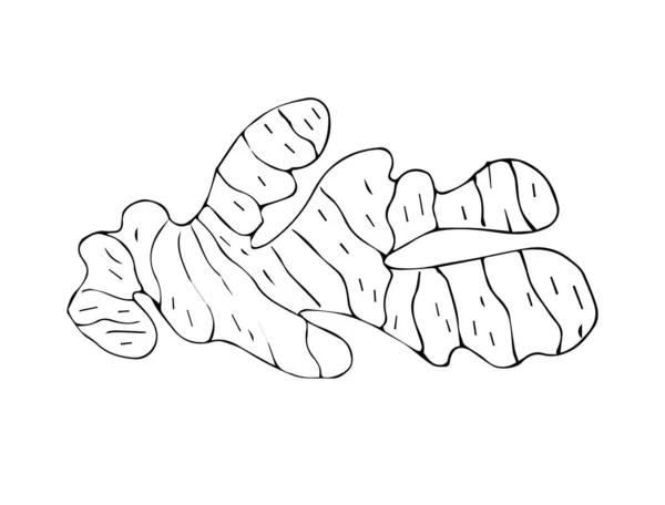 Croquis Vectoriel Main Racine Gingembre Isolée Sur Fond Blanc — Image vectorielle