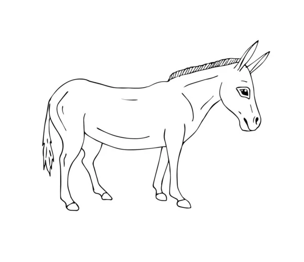 Vector Handgezeichnete Doodle Skizze Esel Isoliert Auf Weißem Hintergrund — Stockvektor